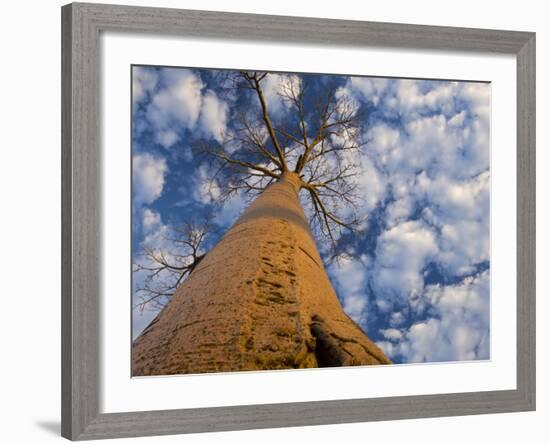 Looking Up at Baobab on Baobabs Avenue, Morondava, West Madagascar-Inaki Relanzon-Framed Photographic Print