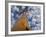 Looking Up at Baobab on Baobabs Avenue, Morondava, West Madagascar-Inaki Relanzon-Framed Photographic Print