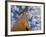 Looking Up at Baobab on Baobabs Avenue, Morondava, West Madagascar-Inaki Relanzon-Framed Photographic Print