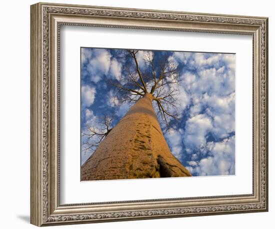 Looking Up at Baobab on Baobabs Avenue, Morondava, West Madagascar-Inaki Relanzon-Framed Photographic Print