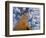 Looking Up at Baobab on Baobabs Avenue, Morondava, West Madagascar-Inaki Relanzon-Framed Photographic Print