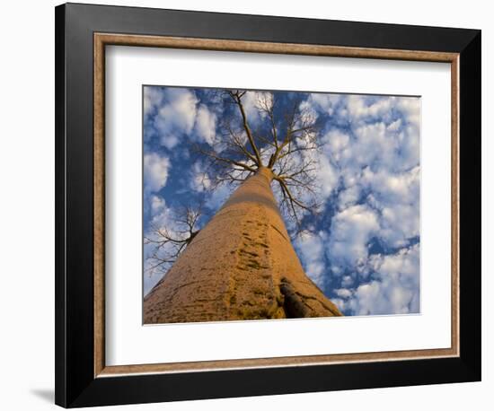 Looking Up at Baobab on Baobabs Avenue, Morondava, West Madagascar-Inaki Relanzon-Framed Photographic Print