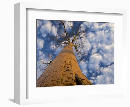 Looking Up at Baobab on Baobabs Avenue, Morondava, West Madagascar-Inaki Relanzon-Framed Photographic Print