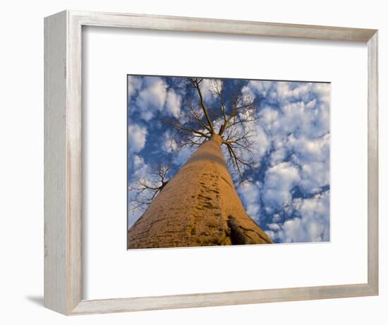 Looking Up at Baobab on Baobabs Avenue, Morondava, West Madagascar-Inaki Relanzon-Framed Photographic Print