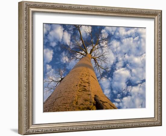 Looking Up at Baobab on Baobabs Avenue, Morondava, West Madagascar-Inaki Relanzon-Framed Photographic Print