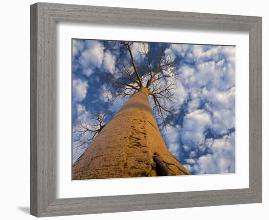 Looking Up at Baobab on Baobabs Avenue, Morondava, West Madagascar-Inaki Relanzon-Framed Photographic Print