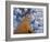 Looking Up at Baobab on Baobabs Avenue, Morondava, West Madagascar-Inaki Relanzon-Framed Photographic Print