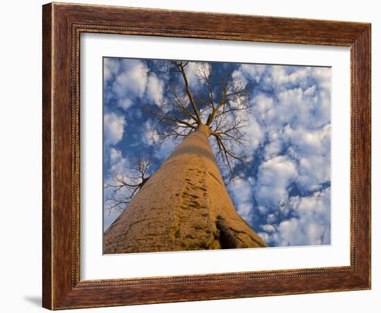 Looking Up at Baobab on Baobabs Avenue, Morondava, West Madagascar-Inaki Relanzon-Framed Photographic Print