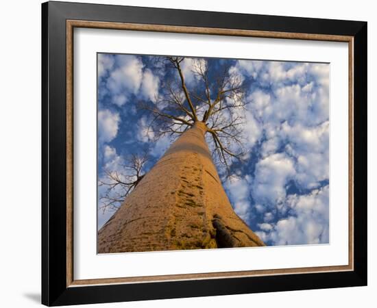 Looking Up at Baobab on Baobabs Avenue, Morondava, West Madagascar-Inaki Relanzon-Framed Photographic Print