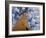 Looking Up at Baobab on Baobabs Avenue, Morondava, West Madagascar-Inaki Relanzon-Framed Photographic Print