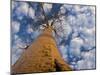 Looking Up at Baobab on Baobabs Avenue, Morondava, West Madagascar-Inaki Relanzon-Mounted Photographic Print