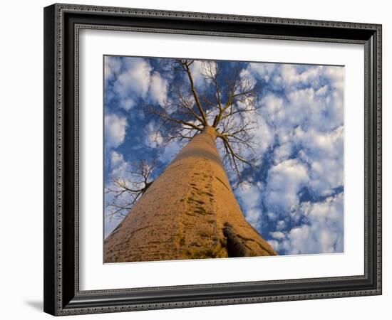 Looking Up at Baobab on Baobabs Avenue, Morondava, West Madagascar-Inaki Relanzon-Framed Photographic Print