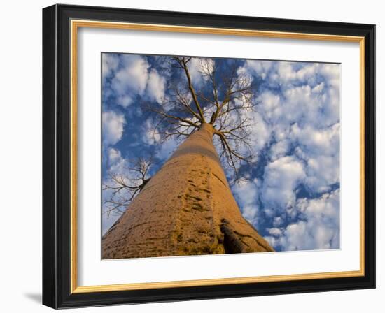 Looking Up at Baobab on Baobabs Avenue, Morondava, West Madagascar-Inaki Relanzon-Framed Photographic Print