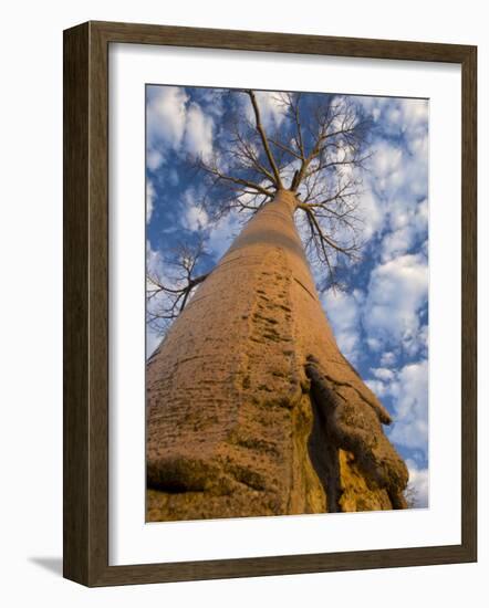 Looking Up at Baobab on Baobabs Avenue, Morondava, West Madagascar-Inaki Relanzon-Framed Photographic Print