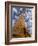 Looking Up at Baobab on Baobabs Avenue, Morondava, West Madagascar-Inaki Relanzon-Framed Photographic Print