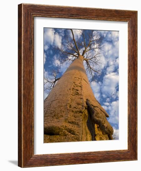 Looking Up at Baobab on Baobabs Avenue, Morondava, West Madagascar-Inaki Relanzon-Framed Photographic Print