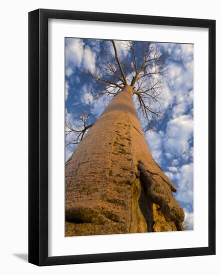 Looking Up at Baobab on Baobabs Avenue, Morondava, West Madagascar-Inaki Relanzon-Framed Photographic Print