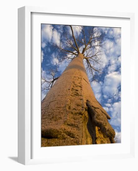 Looking Up at Baobab on Baobabs Avenue, Morondava, West Madagascar-Inaki Relanzon-Framed Photographic Print