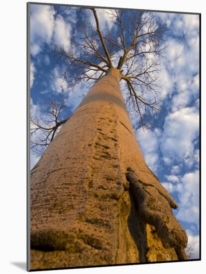 Looking Up at Baobab on Baobabs Avenue, Morondava, West Madagascar-Inaki Relanzon-Mounted Photographic Print