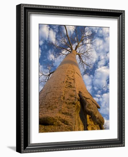 Looking Up at Baobab on Baobabs Avenue, Morondava, West Madagascar-Inaki Relanzon-Framed Photographic Print