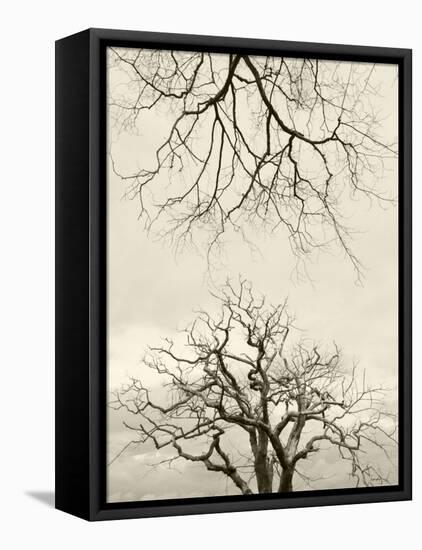 Looking Up at Branches of Dead Wych Elm Trees Killed by Dutch Elm Disease, Scotland, UK-Niall Benvie-Framed Premier Image Canvas