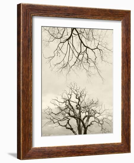 Looking Up at Branches of Dead Wych Elm Trees Killed by Dutch Elm Disease, Scotland, UK-Niall Benvie-Framed Photographic Print