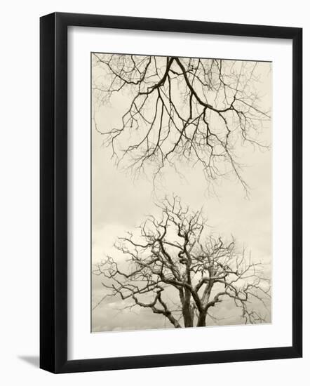 Looking Up at Branches of Dead Wych Elm Trees Killed by Dutch Elm Disease, Scotland, UK-Niall Benvie-Framed Photographic Print