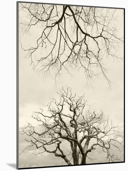 Looking Up at Branches of Dead Wych Elm Trees Killed by Dutch Elm Disease, Scotland, UK-Niall Benvie-Mounted Photographic Print