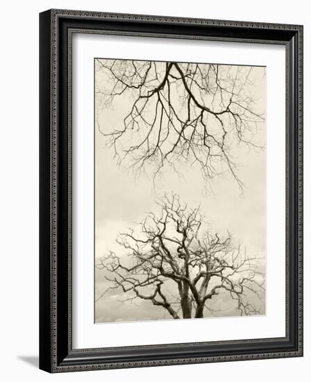 Looking Up at Branches of Dead Wych Elm Trees Killed by Dutch Elm Disease, Scotland, UK-Niall Benvie-Framed Photographic Print