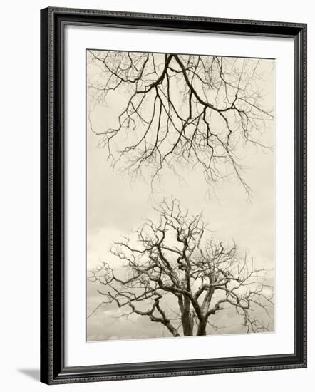 Looking Up at Branches of Dead Wych Elm Trees Killed by Dutch Elm Disease, Scotland, UK-Niall Benvie-Framed Photographic Print