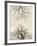 Looking Up at Branches of Dead Wych Elm Trees Killed by Dutch Elm Disease, Scotland, UK-Niall Benvie-Framed Photographic Print