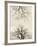 Looking Up at Branches of Dead Wych Elm Trees Killed by Dutch Elm Disease, Scotland, UK-Niall Benvie-Framed Photographic Print