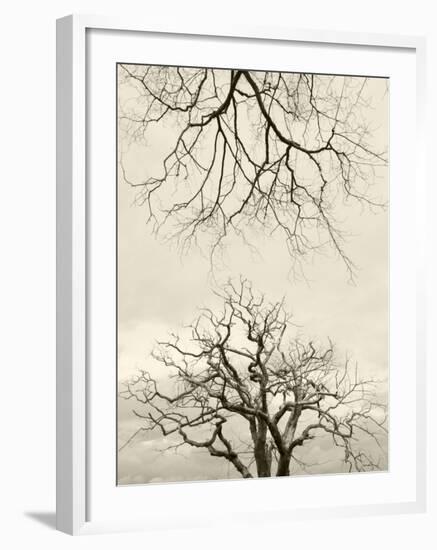 Looking Up at Branches of Dead Wych Elm Trees Killed by Dutch Elm Disease, Scotland, UK-Niall Benvie-Framed Photographic Print