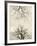 Looking Up at Branches of Dead Wych Elm Trees Killed by Dutch Elm Disease, Scotland, UK-Niall Benvie-Framed Photographic Print