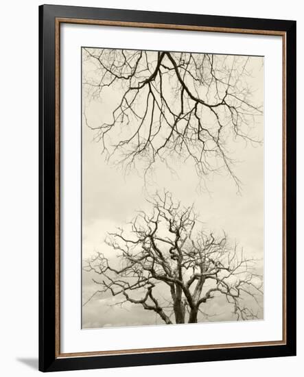 Looking Up at Branches of Dead Wych Elm Trees Killed by Dutch Elm Disease, Scotland, UK-Niall Benvie-Framed Photographic Print