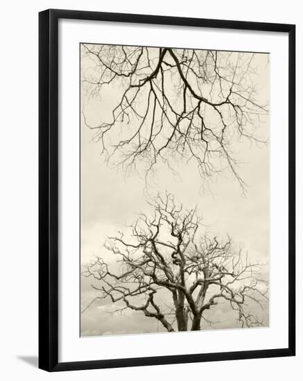 Looking Up at Branches of Dead Wych Elm Trees Killed by Dutch Elm Disease, Scotland, UK-Niall Benvie-Framed Photographic Print