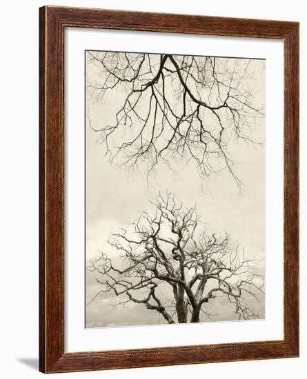 Looking Up at Branches of Dead Wych Elm Trees Killed by Dutch Elm Disease, Scotland, UK-Niall Benvie-Framed Photographic Print