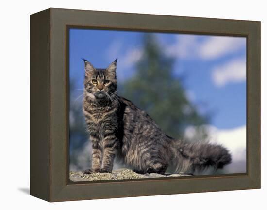 Looking Up at Maine Coon Cat-Adriano Bacchella-Framed Premier Image Canvas