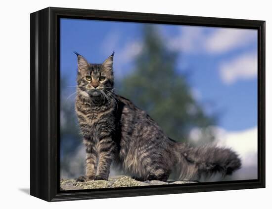 Looking Up at Maine Coon Cat-Adriano Bacchella-Framed Premier Image Canvas
