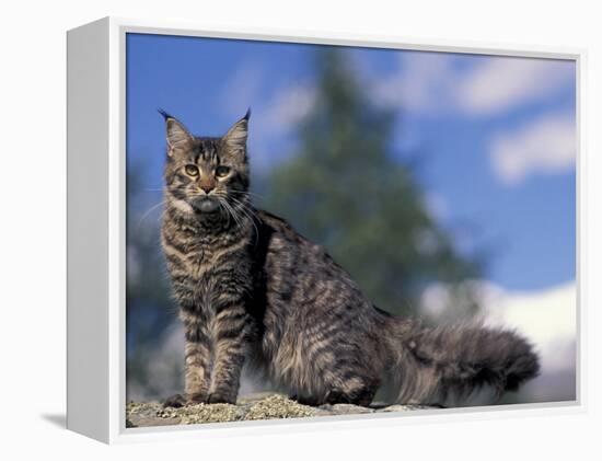 Looking Up at Maine Coon Cat-Adriano Bacchella-Framed Premier Image Canvas