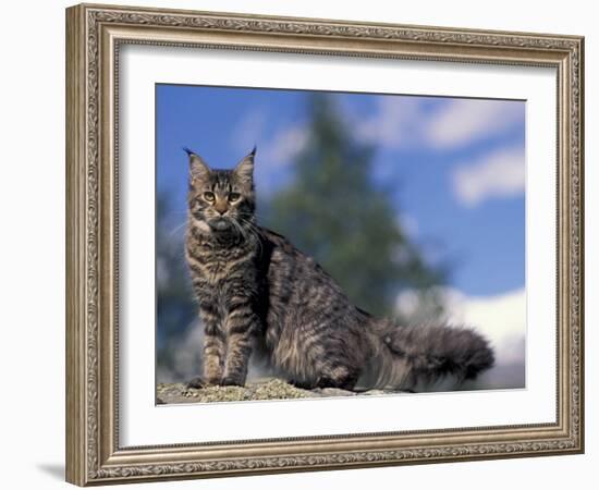 Looking Up at Maine Coon Cat-Adriano Bacchella-Framed Photographic Print