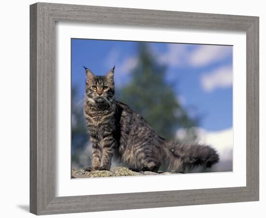 Looking Up at Maine Coon Cat-Adriano Bacchella-Framed Photographic Print