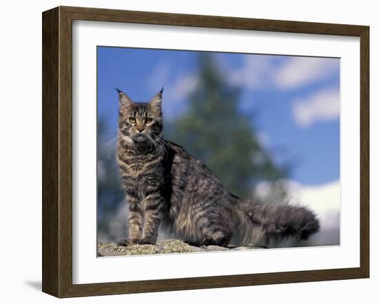 Looking Up at Maine Coon Cat-Adriano Bacchella-Framed Photographic Print