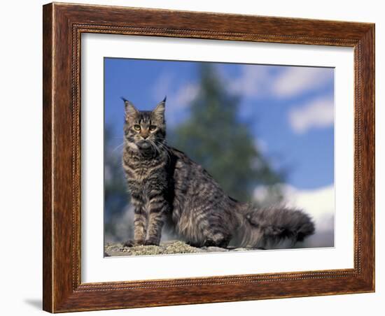 Looking Up at Maine Coon Cat-Adriano Bacchella-Framed Photographic Print