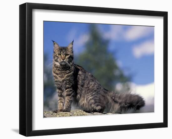 Looking Up at Maine Coon Cat-Adriano Bacchella-Framed Photographic Print