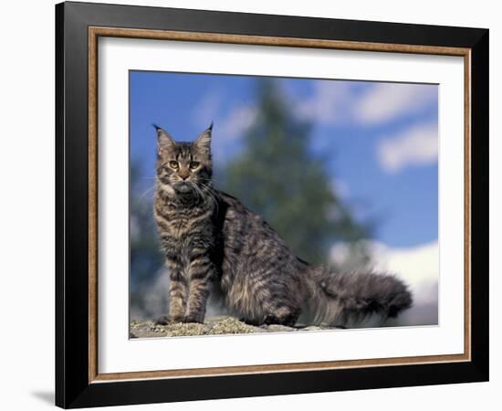 Looking Up at Maine Coon Cat-Adriano Bacchella-Framed Photographic Print