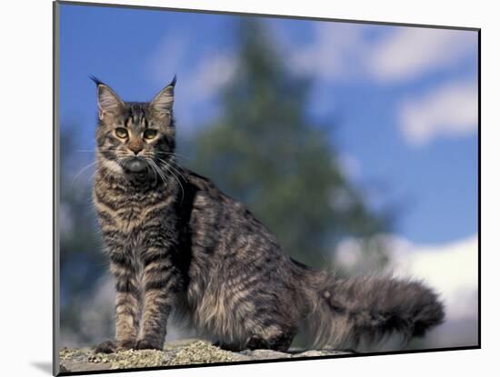 Looking Up at Maine Coon Cat-Adriano Bacchella-Mounted Photographic Print