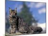 Looking Up at Maine Coon Cat-Adriano Bacchella-Mounted Photographic Print