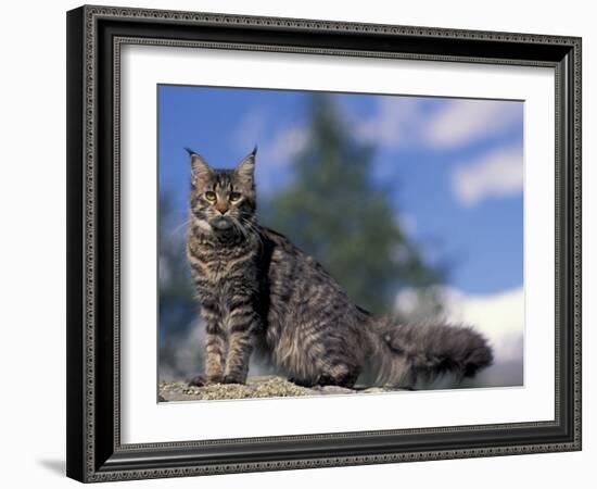 Looking Up at Maine Coon Cat-Adriano Bacchella-Framed Photographic Print