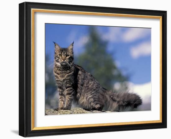 Looking Up at Maine Coon Cat-Adriano Bacchella-Framed Photographic Print